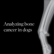 It is a type of malignant tumor that, although can affect any part of the bone tissue, is mainly detected in the following structures: Analyzing Bone Cancer In Dogs The Daily Illini