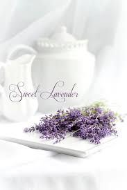 Edible lavender flowers near me. Sweet Lavender Grateful Prayer Thankful Heart
