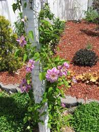 Build a frame the goal of training is to develop a strong basic frame of strong wood in the space that you want your plant to occupy. Train Clematis Up A Post Backyard Gardening Blog Clematis Clematis Trellis Backyard Garden