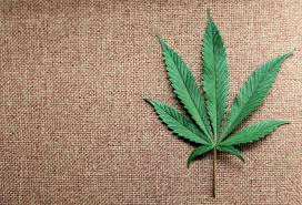 Image result for Marijuana