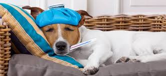 There are also several types of bacteria that may cause flu. When Pets Get The Sniffles Understanding Cold Symptoms In Dogs And Cats Animal Clinic Of Woodruff Spartanburg Sc