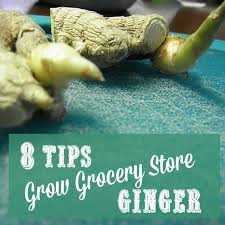 Today, ginger cultures have spread all over the world, as its applications in health and gastronomy are truly surprising. 8 Tips To Grow Grocery Store Ginger At Home