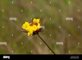Image result for Xyris capensis
