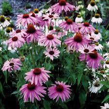 Sonnenhut Magnus 3 Pflanzen Jetzt Bestellen Bei Tomgarten De Winterharte Stauden Pflanzen Sonnenhut