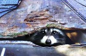 Raccoons in the attic make several different types of noises. Raccoon Removal Services