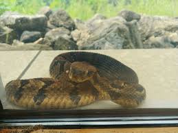 Maybe you would like to learn more about one of these? Prescott Wi Timber Rattler Btw So Excited To Finally Have A Snake To Post Whatsthissnake