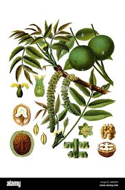 Image result for Juglandaceae