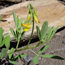 Image result for Crotalaria parvula