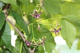 Image result for Periploca