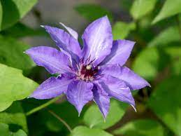 Royalblau mit hellblauem streifen, mai bis september clematis ‚josephine': Waldrebe Konigskind Clematis Konigskind Hauenstein Ag