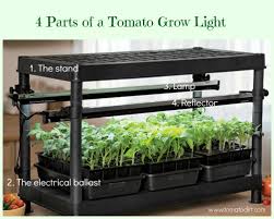 Tomato Grow Lights Explained For Indoor Gardening Seed Starting