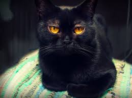 Orange Eyes Bombay Cat Bombay Cat Cats Cute Cat Wallpaper