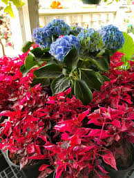 Check spelling or type a new query. Plants That Attract Hummingbirds And Butterflies In Florida A One Stop Garden Shop