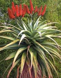 Image result for Aloe excelsa
