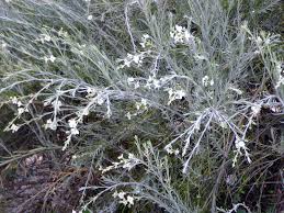 Image result for Gomphostigma