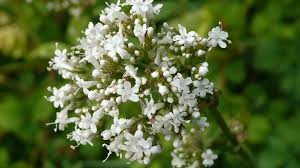 Can someone help me identify this plant that resembles honeysuckle? 45 Types Of White Flowers With Pictures Flower Glossary