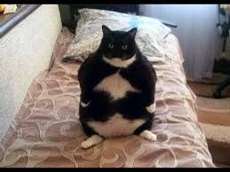 Download the fascinating animal memes clean funny. Try Not To Fall Out Of Your Chair Laughing Funny Animal Compilation Youtube