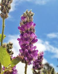 Image result for Lessertia macrostachya