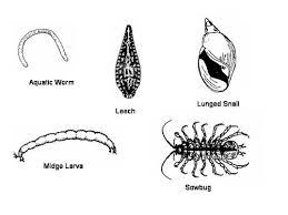 It was the first biology textbook ever reviewed by time and was. 2 1 Animals Without Backbones Flashcards Quizlet