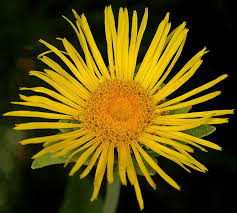 Image result for Inula klingii