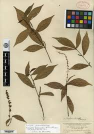 Image result for Acalypha clutioides