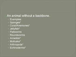 They have a one way digestive system, they also live in animal's bodies. Invertebrates What Is An Invertebrate An Animal Without