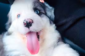 Maybe you would like to learn more about one of these? Pandemic Pets Share The Love Alumni Parents And Friends Cornell University