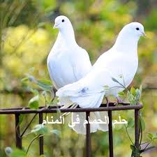 Unit 5 test answer key / progress tests answer key; ØªÙØ³ÙŠØ± Ø­Ù„Ù… Ø§Ù„Ø­Ù…Ø§Ù… ÙÙŠ Ø§Ù„Ù…Ù†Ø§Ù… Ù…Ø¬Ù„Ø© Ø±Ø¬ÙŠÙ…