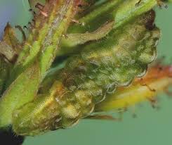 Image result for Indigofera subargentea