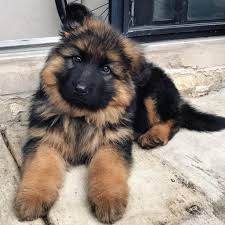 The german shepherds of haus merkel that comprise our world class breeding stock speak for themselves; German Shepherd Dog Breed Facts Information Rover Com