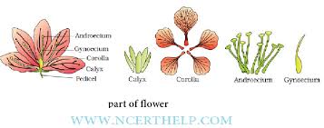 Maybe you would like to learn more about one of these? Morphology Of Flowering Plants Class 11 Notes Download In Pdf