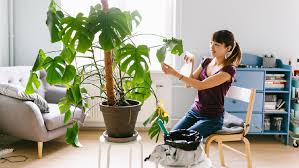 Tanaman hias yang sedang populer 2021 ini sering diletakkan di pojok ruangan yang cukup pencahayaan seperti ruang tamu. 5 Tanaman Hias Paling Populer Bunda Sudah Punya Yang Mana