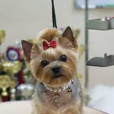 If you are looking for different yorkshire terrier haircuts, you are at the right place! 42 Best Yorkie Hairstyles Ideas In 2021 Yorkie Yorkie Hairstyles Yorkie Haircuts