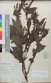 Image result for Crassocephalum radiatum