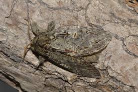 Image result for Peridea anceps