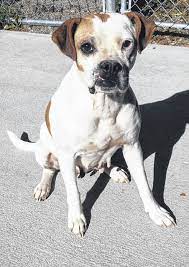 Pets Of The Week - Urbana Daily Citizen
