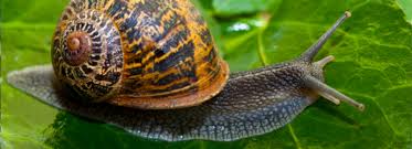 There have been reports of at least one snail living as many as 14 years in captivity. Common Garden Snail Oregon Coast Aquarium