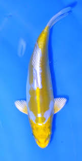 Hariwake Absolutely Gorgeous Koi Balik Burcu Balik