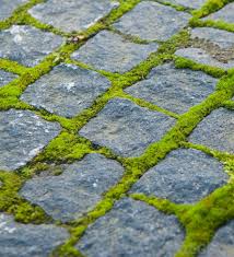 How To Clean Your Patio And Kill Moss - Patio Restored! - Youtube