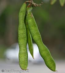 Image result for Millettia grandis