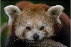 Firefox Cute Animals Red Panda Trash Panda