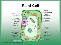 Check spelling or type a new query. Cell Structure Function Ppt Video Online Download Cell Parts And Functions Cell Parts Cell Wall