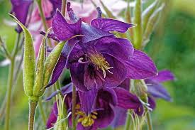 Jetzt online bestellen & im garten genießen. Columbine Flower Blossom Bloom Plant Aquilegia Atrata Nature Purple Purple Flower Dark Purple Violet Pikist