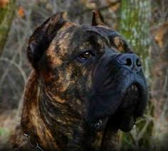 Brindle Cane Corso Cane Corso Dog Cane Corso Corso Dog
