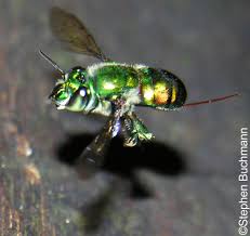 The homeland of orchids is considered to be tropical forests, where these plants feel great. Orchid Bees The Euglossines