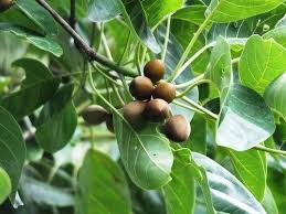 Image result for Terminalia bellirica