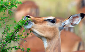 Image result for Chloris mossambicensis