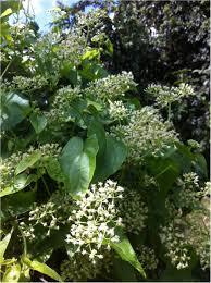 Image result for Mikania