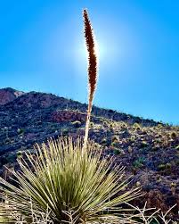 Image result for Spermacoce deserti