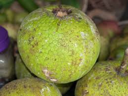 Noni fruit, indian mulberry, mengkudu (indonesia and malaysia), apatot (philippines), beach mulberry, cheese fruit, vomit fruit the pimpled noni fruit may look strange, but modern health enthusiasts have dubbed it a superfruit. More Unusual Fruits From The Islands Veggie Gardening Tips